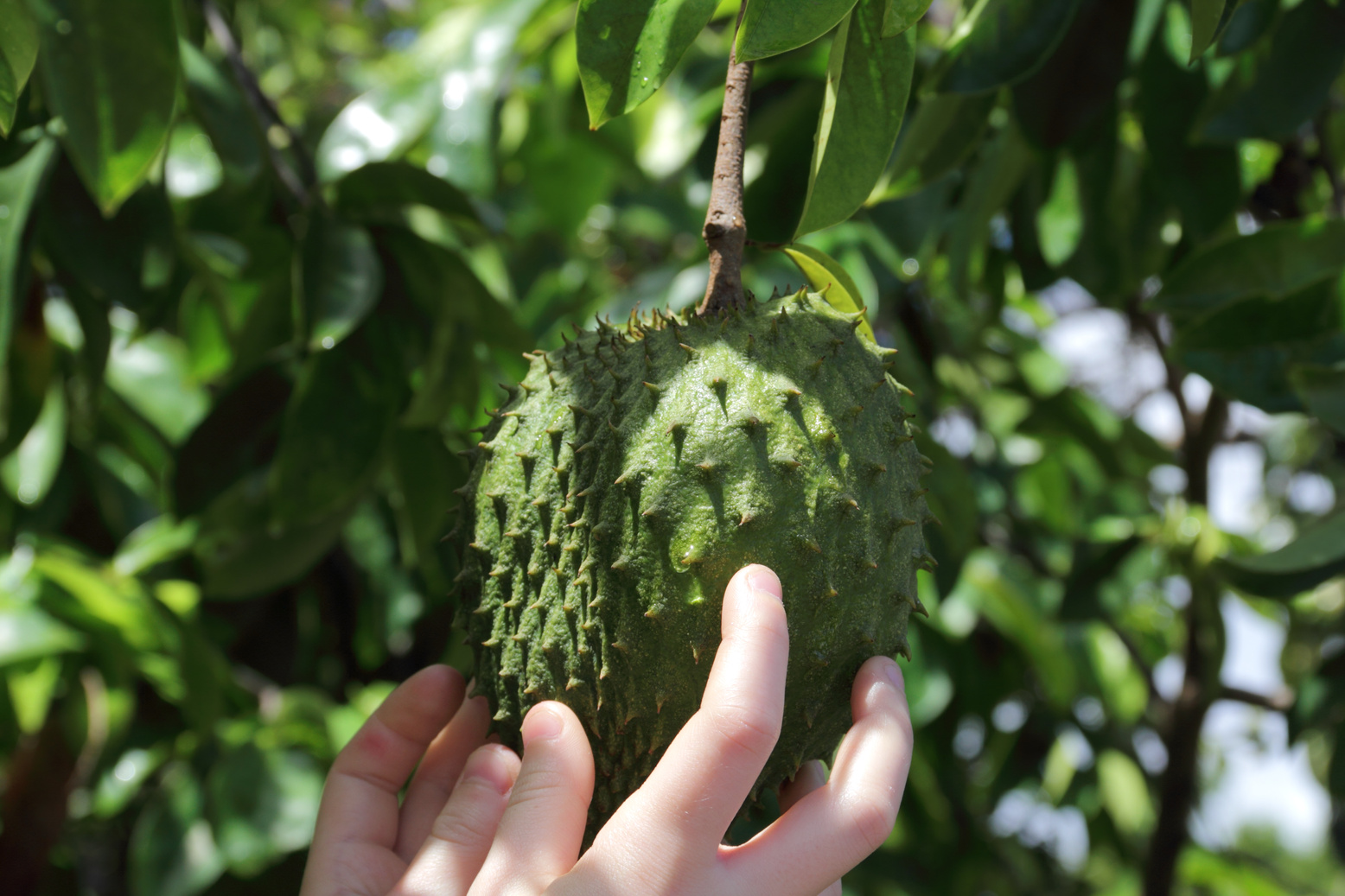 soursop