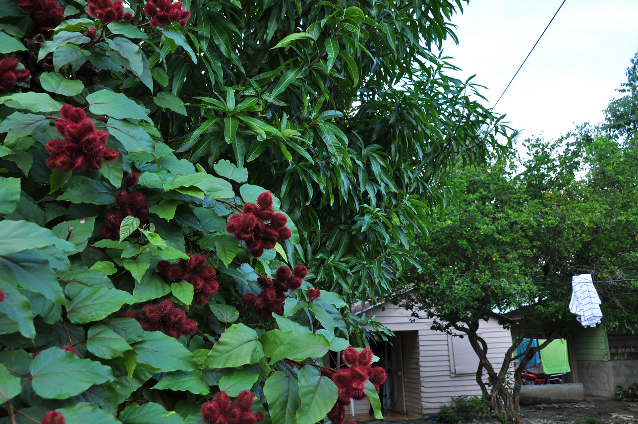 Bija Tree with Small Village in Background