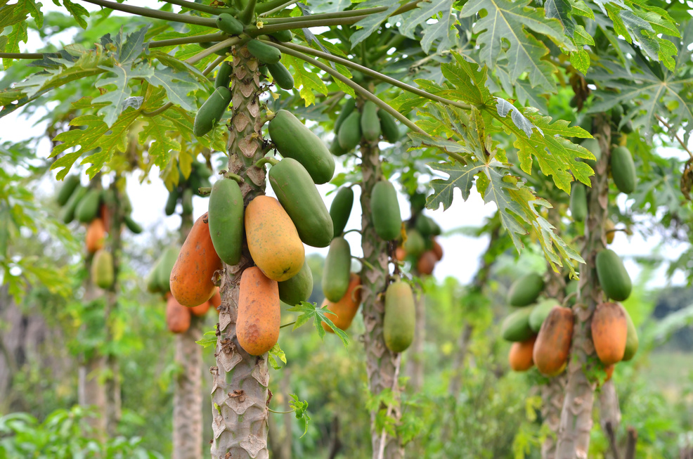 papaya