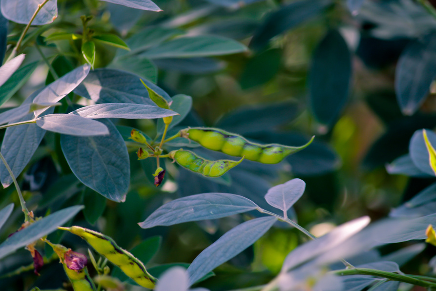 Pigeon pea plants and fruit,pigon pea or tuvar beans vegetable on plant,Pigeon pea crop field,tur-dal bean's