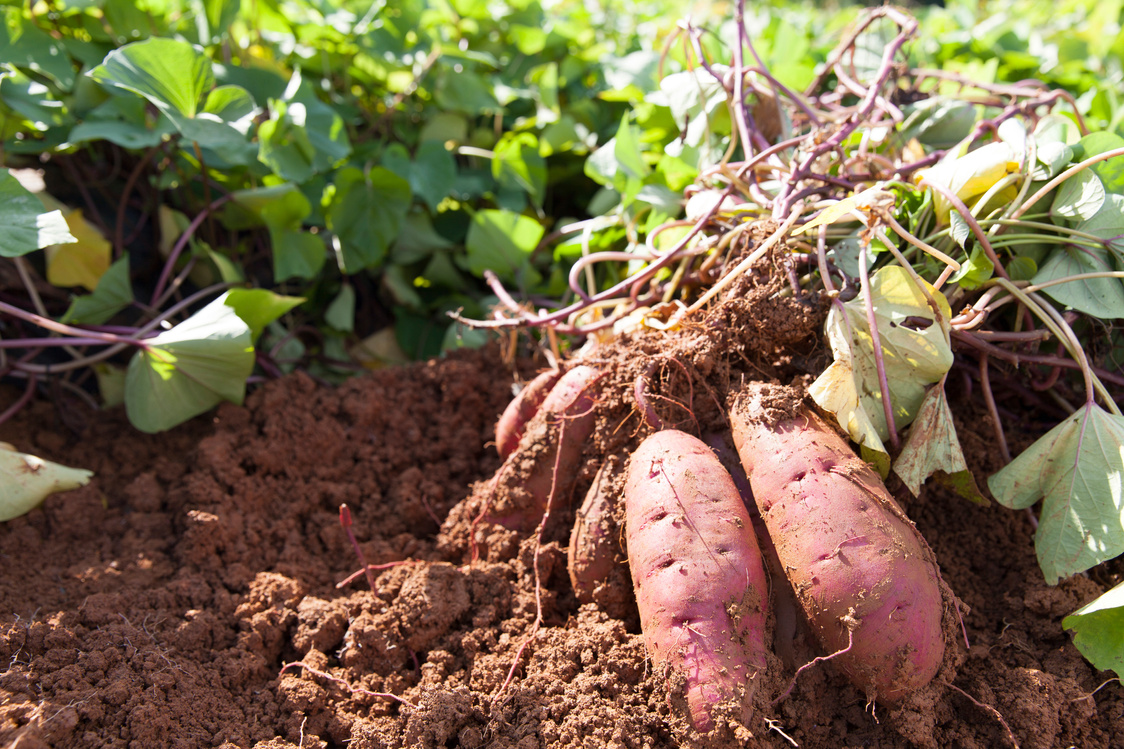 sweet potatoes