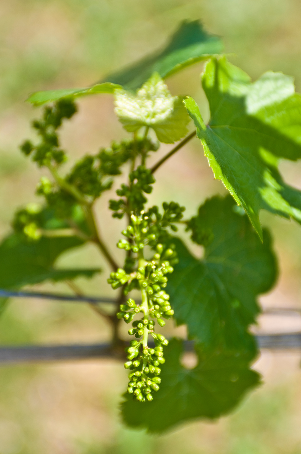 Sea grape flower