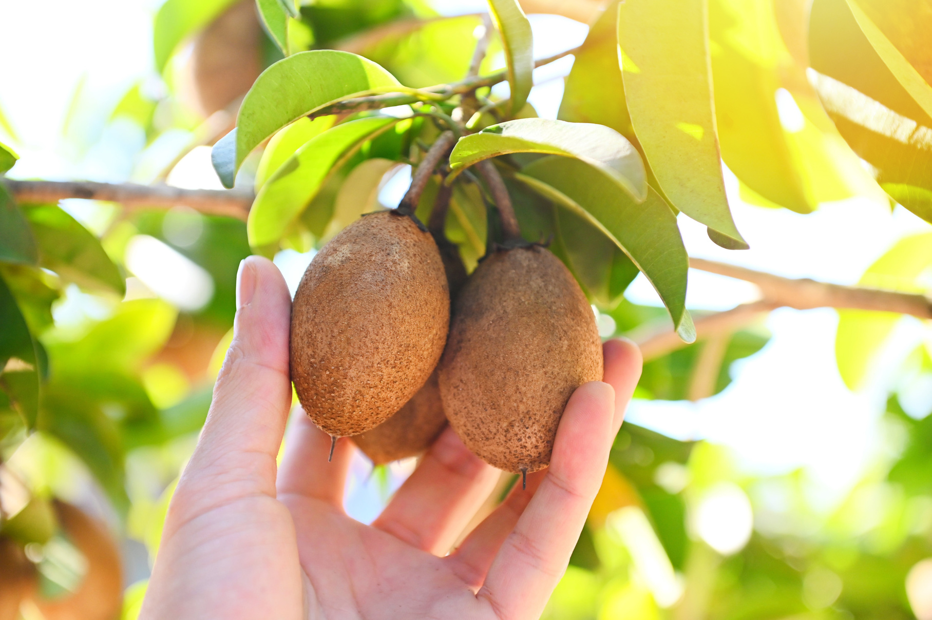 sapodilla fruit on the sapodilla tree plant on summer, sapodilla